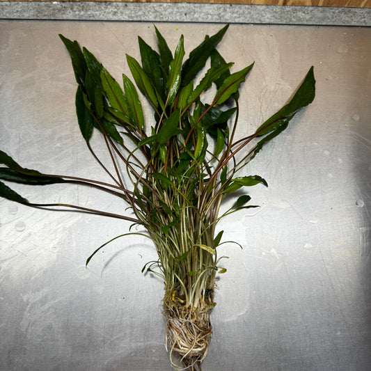 Scapeshop.com.au One Only Cryptocoryne Lutea - Advanced, Multi-planted 5cm Pot Mother - ONE ONLY - Beautiful Buy Cryptocoryne Lutea Mother Plant Rare Aquarium Plants in Australia