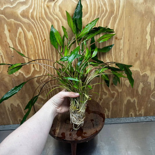 Scapeshop.com.au One Only Cryptocoryne Lutea - Advanced, Multi-planted 5cm Pot Mother - ONE ONLY - Beautiful Buy Cryptocoryne Lutea Mother Plant Rare Aquarium Plants in Australia