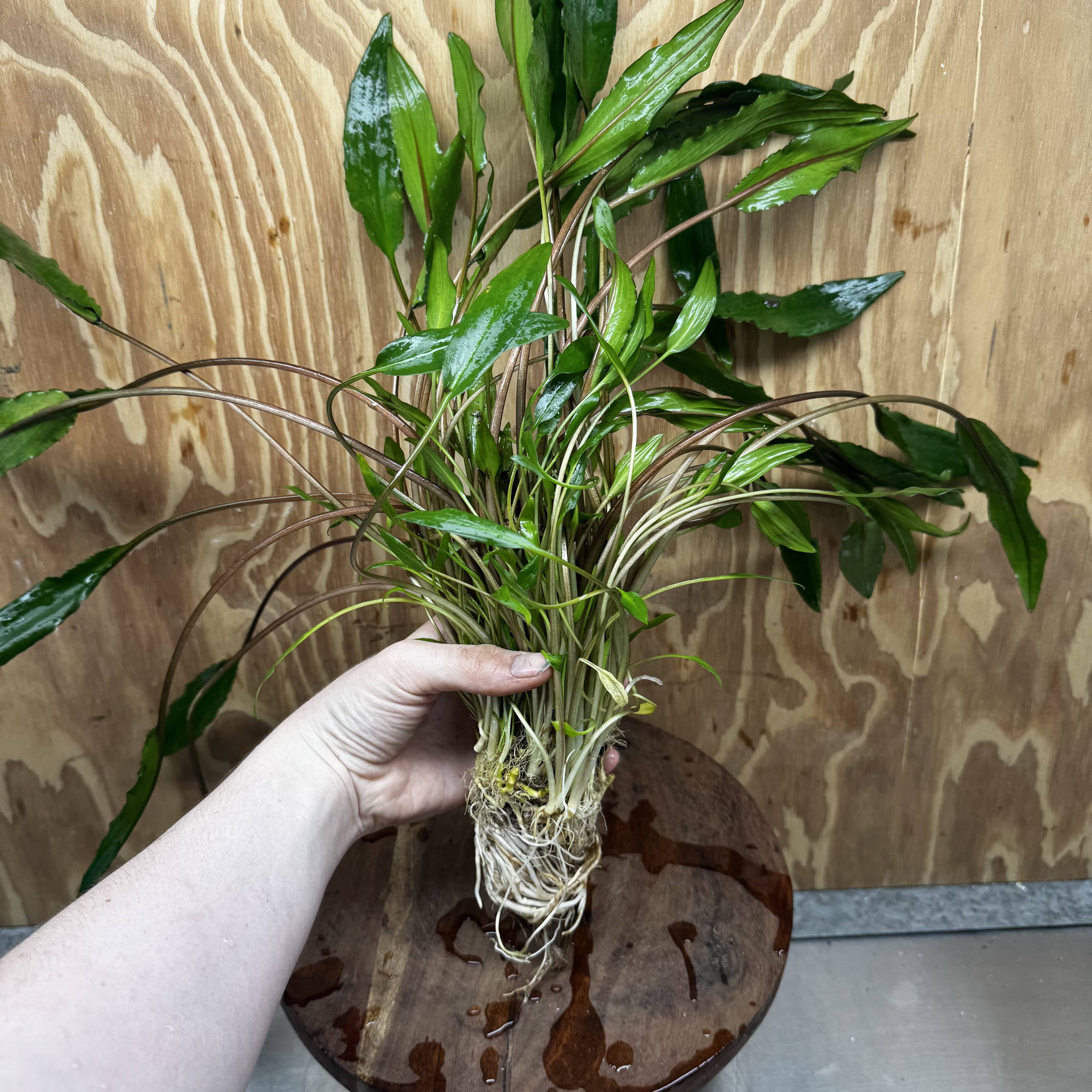 Scapeshop.com.au One Only Cryptocoryne Lutea - Advanced, Multi-planted 5cm Pot Mother - ONE ONLY - Beautiful Buy Cryptocoryne Lutea Mother Plant Rare Aquarium Plants in Australia