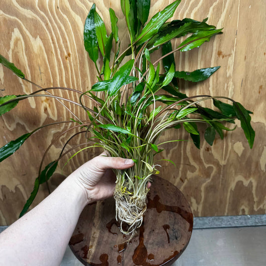 Scapeshop.com.au One Only Cryptocoryne Lutea - Advanced, Multi-planted 5cm Pot Mother - ONE ONLY - Beautiful Buy Cryptocoryne Lutea Mother Plant Rare Aquarium Plants in Australia