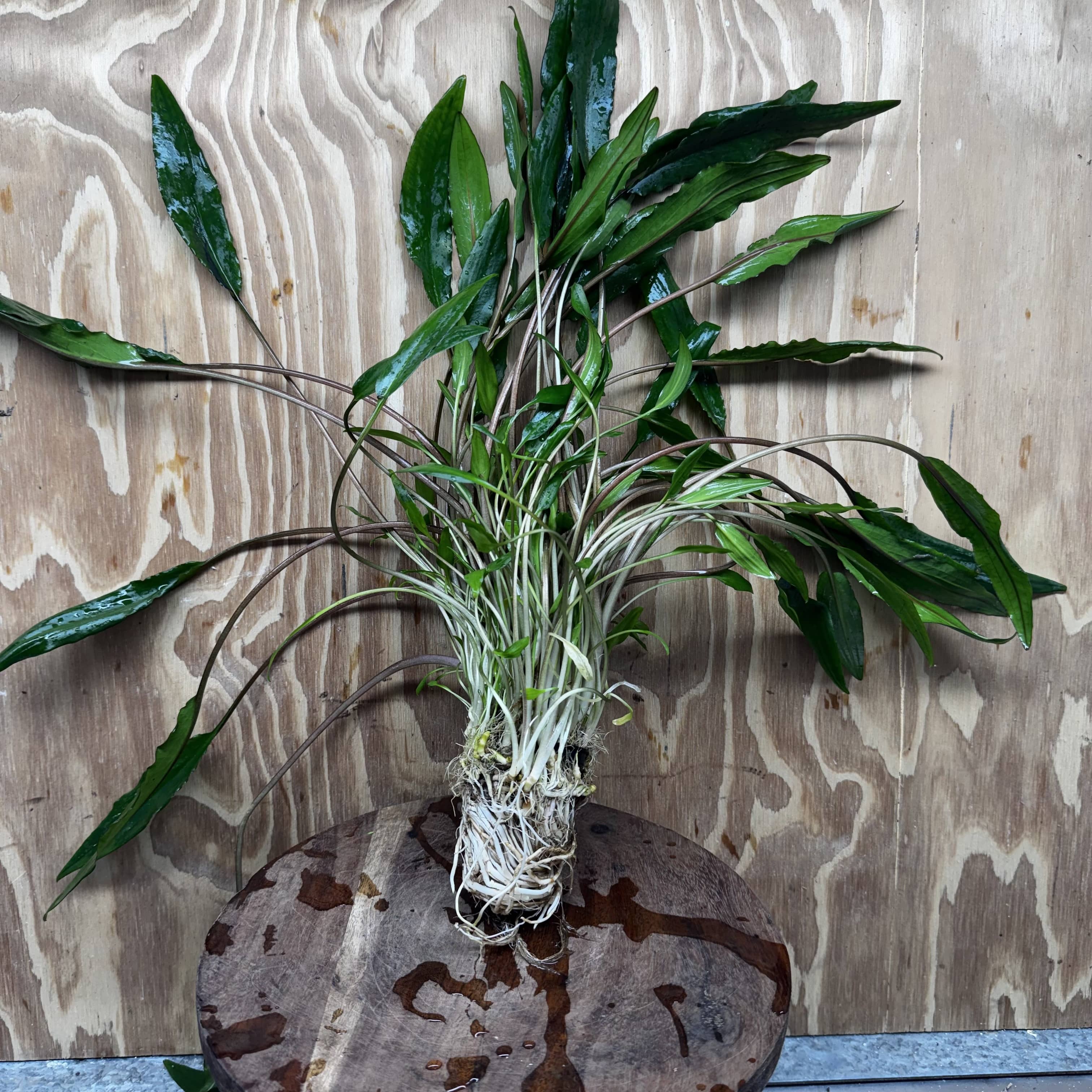 Scapeshop.com.au One Only Cryptocoryne Lutea - Advanced, Multi-planted 5cm Pot Mother - ONE ONLY - Beautiful Buy Cryptocoryne Lutea Mother Plant Rare Aquarium Plants in Australia