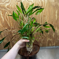 Scapeshop.com.au One Only Cryptocoryne Lutea - Advanced, Multi-planted 5cm Pot Mother - ONE ONLY - Beautiful Buy Cryptocoryne Lutea Mother Plant Rare Aquarium Plants in Australia
