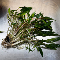 Scapeshop.com.au One Only Cryptocoryne Lutea - Advanced, Multi-planted 5cm Pot Mother - ONE ONLY - Beautiful Buy Cryptocoryne Lutea Mother Plant Rare Aquarium Plants in Australia