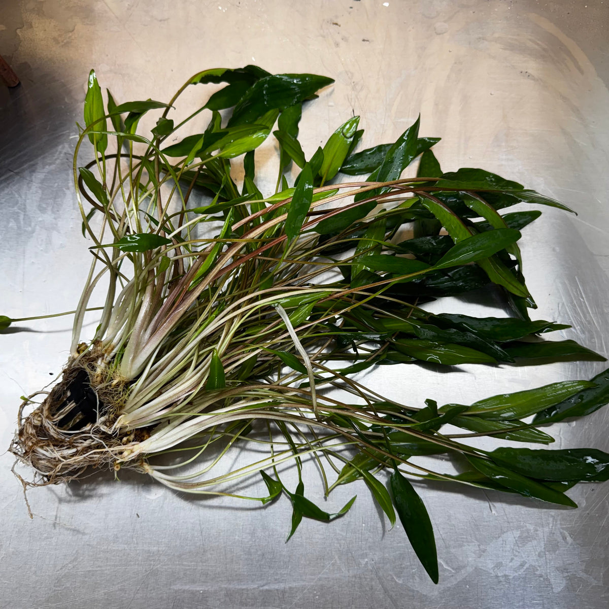 Scapeshop.com.au One Only Cryptocoryne Lutea - Advanced, Multi-planted 5cm Pot Mother - ONE ONLY - Beautiful Buy Cryptocoryne Lutea Mother Plant Rare Aquarium Plants in Australia
