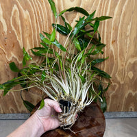 Scapeshop.com.au One Only Cryptocoryne Lutea - Advanced, Multi-planted 5cm Pot Mother - ONE ONLY - Beautiful Buy Cryptocoryne Lutea Mother Plant Rare Aquarium Plants in Australia