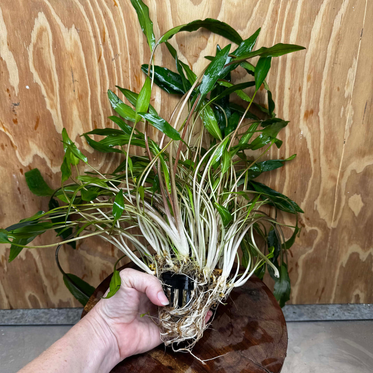 Scapeshop.com.au One Only Cryptocoryne Lutea - Advanced, Multi-planted 5cm Pot Mother - ONE ONLY - Beautiful Buy Cryptocoryne Lutea Mother Plant Rare Aquarium Plants in Australia