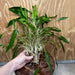 Scapeshop.com.au One Only Cryptocoryne Lutea - Advanced, Multi-planted 5cm Pot Mother - ONE ONLY - Beautiful Buy Cryptocoryne Lutea Mother Plant Rare Aquarium Plants in Australia