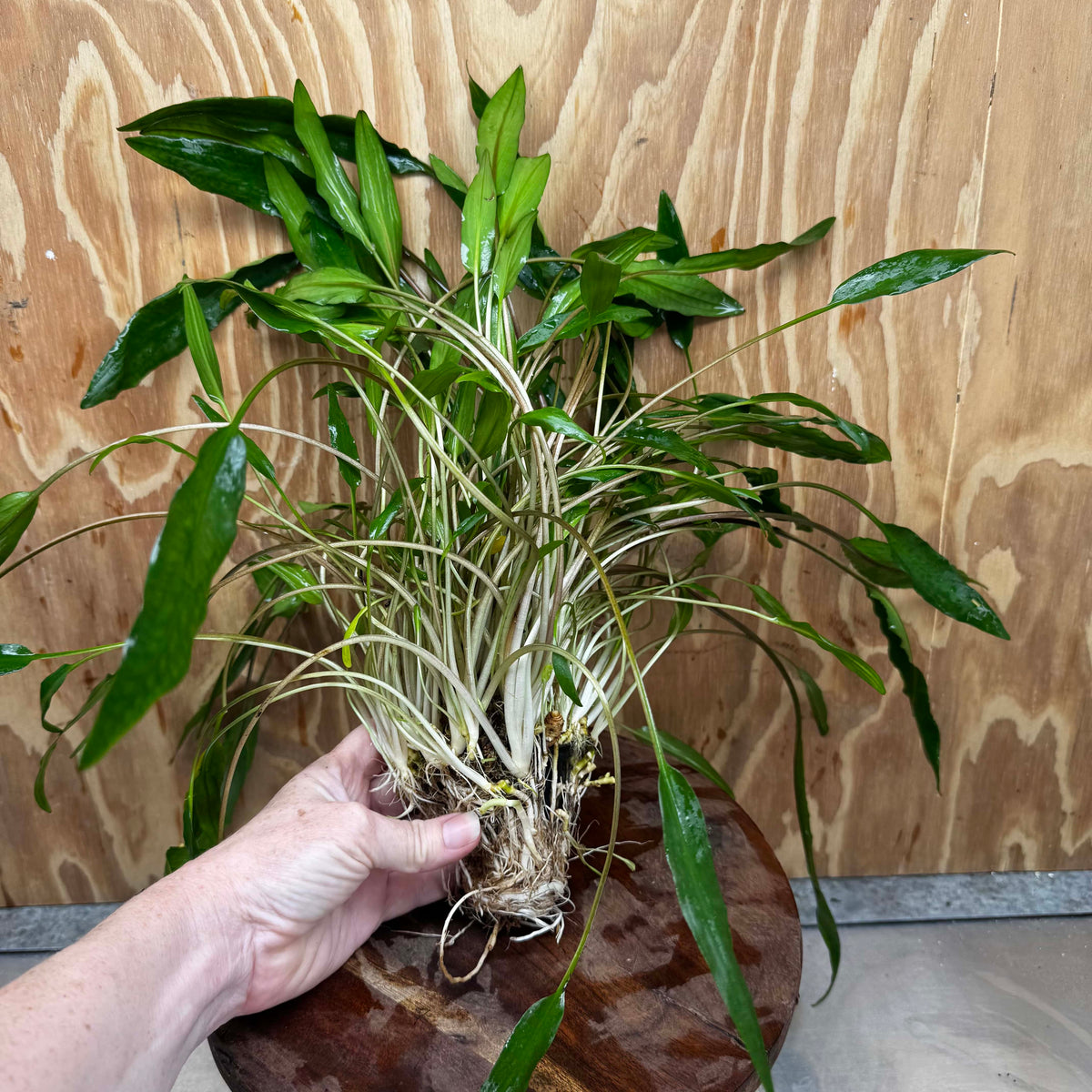 Scapeshop.com.au One Only Cryptocoryne Lutea - Advanced, Multi-planted 5cm Pot Mother - ONE ONLY - Beautiful Buy Cryptocoryne Lutea Mother Plant Rare Aquarium Plants in Australia