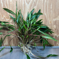 Scapeshop.com.au One Only Cryptocoryne Lutea Advanced, Multi-planted 5cm Pot - One Only - Mother Cryptocoryne Lutea - Advanced, Multi-planted 5cm Pot Rare