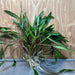 Scapeshop.com.au One Only Cryptocoryne Lutea Advanced, Multi-planted 5cm Pot - One Only - Mother Cryptocoryne Lutea - Advanced, Multi-planted 5cm Pot Rare