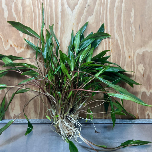 Scapeshop.com.au One Only Cryptocoryne Lutea Advanced, Multi-planted 5cm Pot - One Only - Mother Cryptocoryne Lutea - Advanced, Multi-planted 5cm Pot Rare