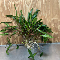 Scapeshop.com.au One Only Cryptocoryne Lutea Advanced, Multi-planted 5cm Pot - One Only - Mother Cryptocoryne Lutea - Advanced, Multi-planted 5cm Pot Rare
