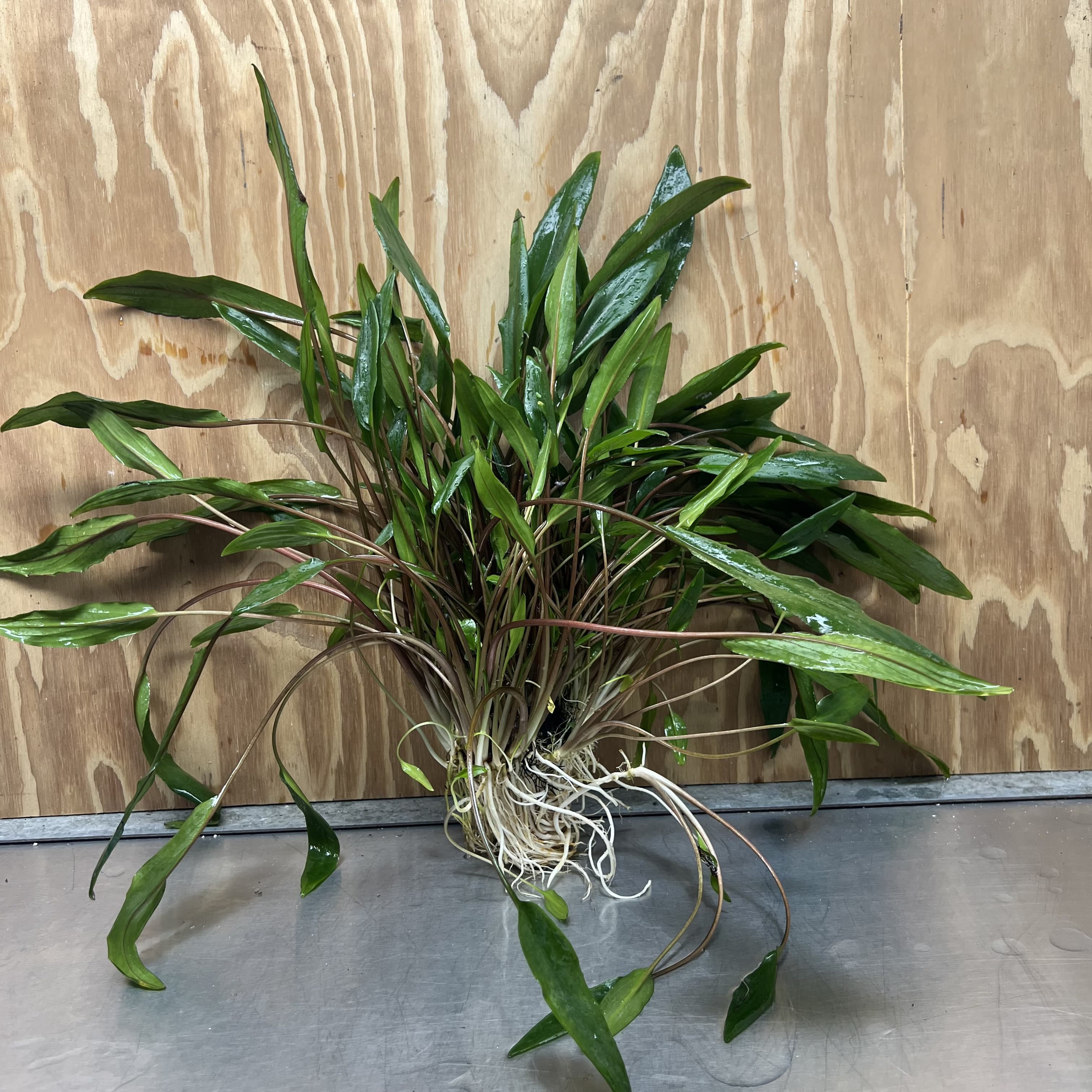 Scapeshop.com.au One Only Cryptocoryne Lutea Advanced, Multi-planted 5cm Pot - One Only - Mother Cryptocoryne Lutea - Advanced, Multi-planted 5cm Pot Rare