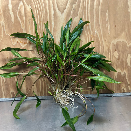 Scapeshop.com.au One Only Cryptocoryne Lutea Advanced, Multi-planted 5cm Pot - One Only - Mother Cryptocoryne Lutea - Advanced, Multi-planted 5cm Pot Rare