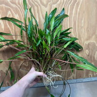 Scapeshop.com.au One Only Cryptocoryne Lutea Advanced, Multi-planted 5cm Pot - One Only - Mother Cryptocoryne Lutea - Advanced, Multi-planted 5cm Pot Rare