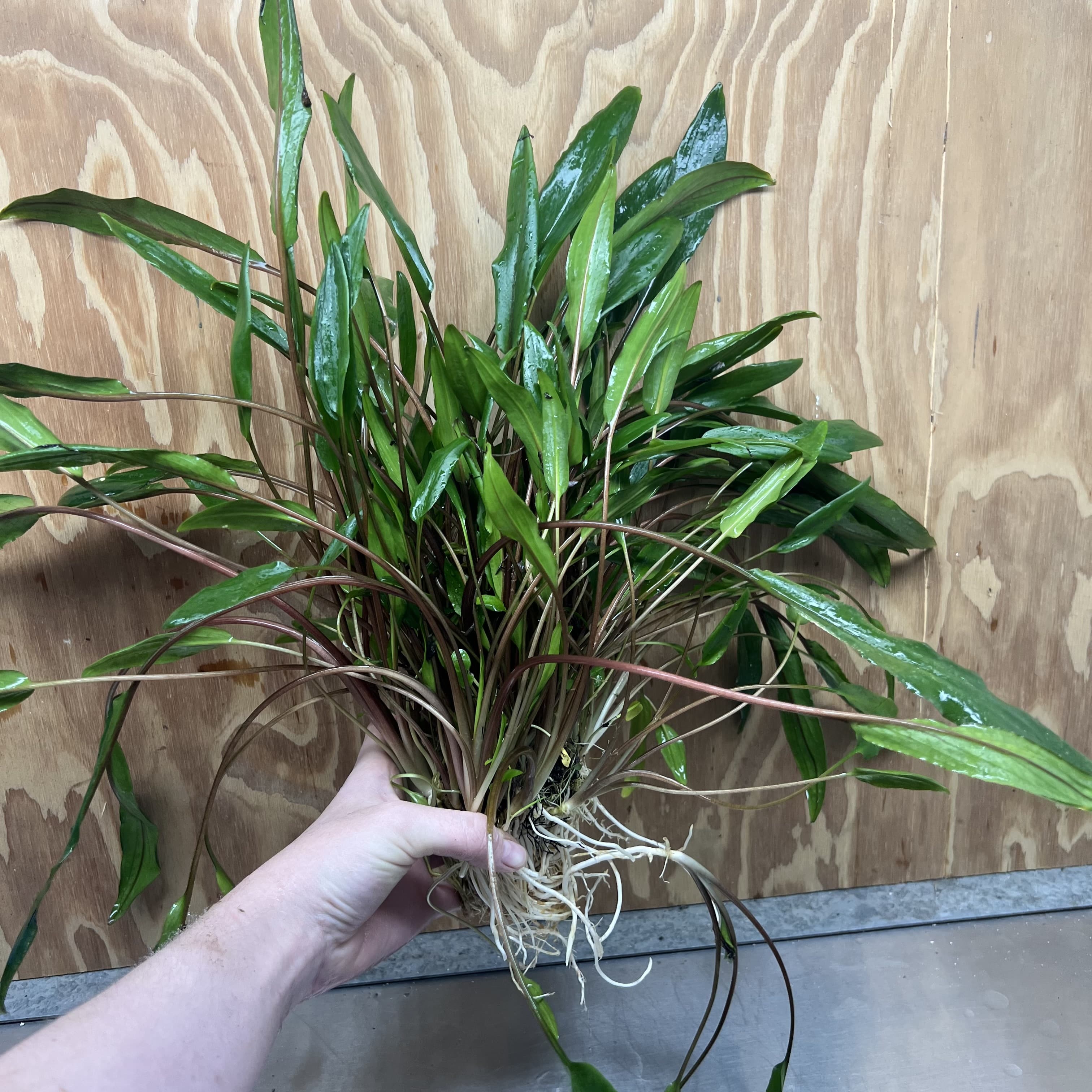 Scapeshop.com.au One Only Cryptocoryne Lutea Advanced, Multi-planted 5cm Pot - One Only - Mother Cryptocoryne Lutea - Advanced, Multi-planted 5cm Pot Rare