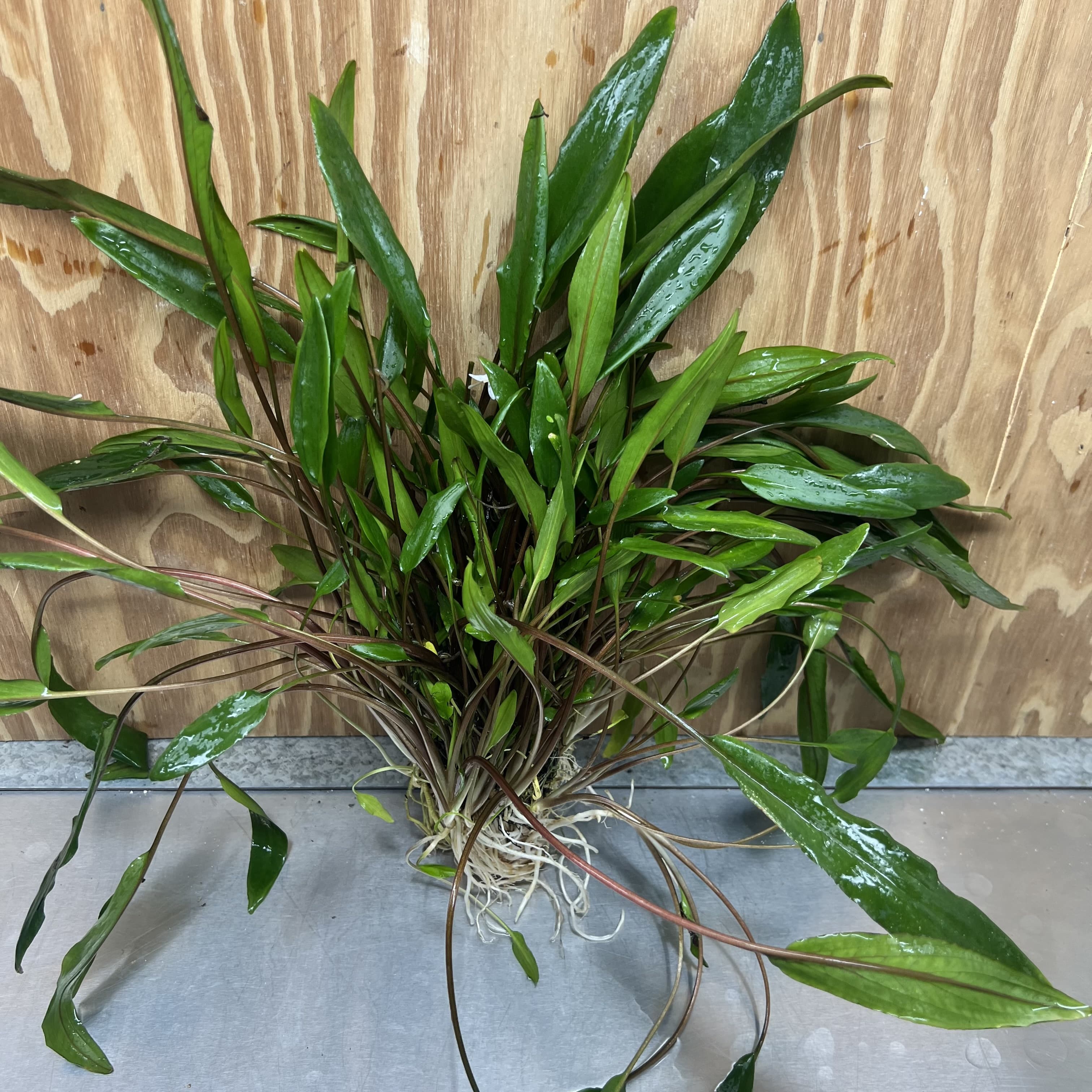 Scapeshop.com.au One Only Cryptocoryne Lutea Advanced, Multi-planted 5cm Pot - One Only - Mother Cryptocoryne Lutea - Advanced, Multi-planted 5cm Pot Rare