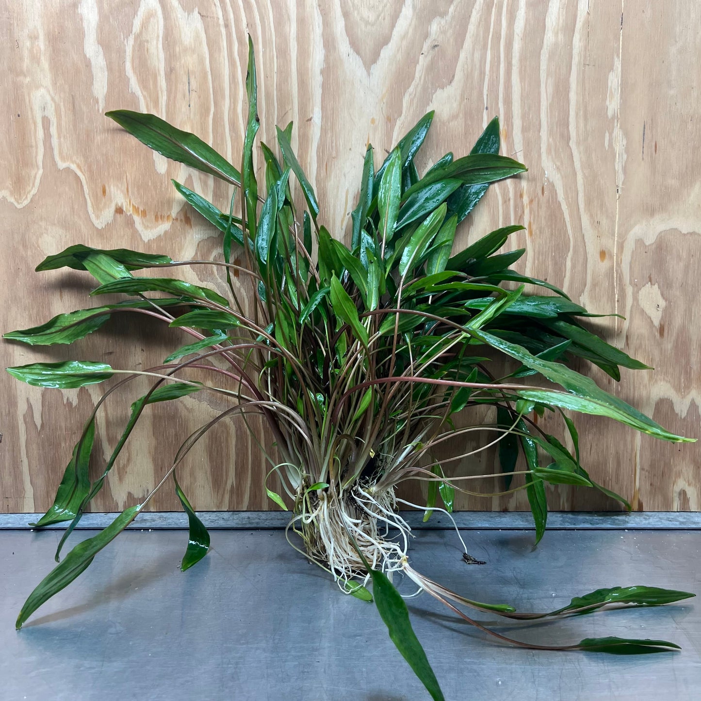 Scapeshop.com.au One Only Cryptocoryne Lutea Advanced, Multi-planted 5cm Pot - One Only - Mother Cryptocoryne Lutea - Advanced, Multi-planted 5cm Pot Rare