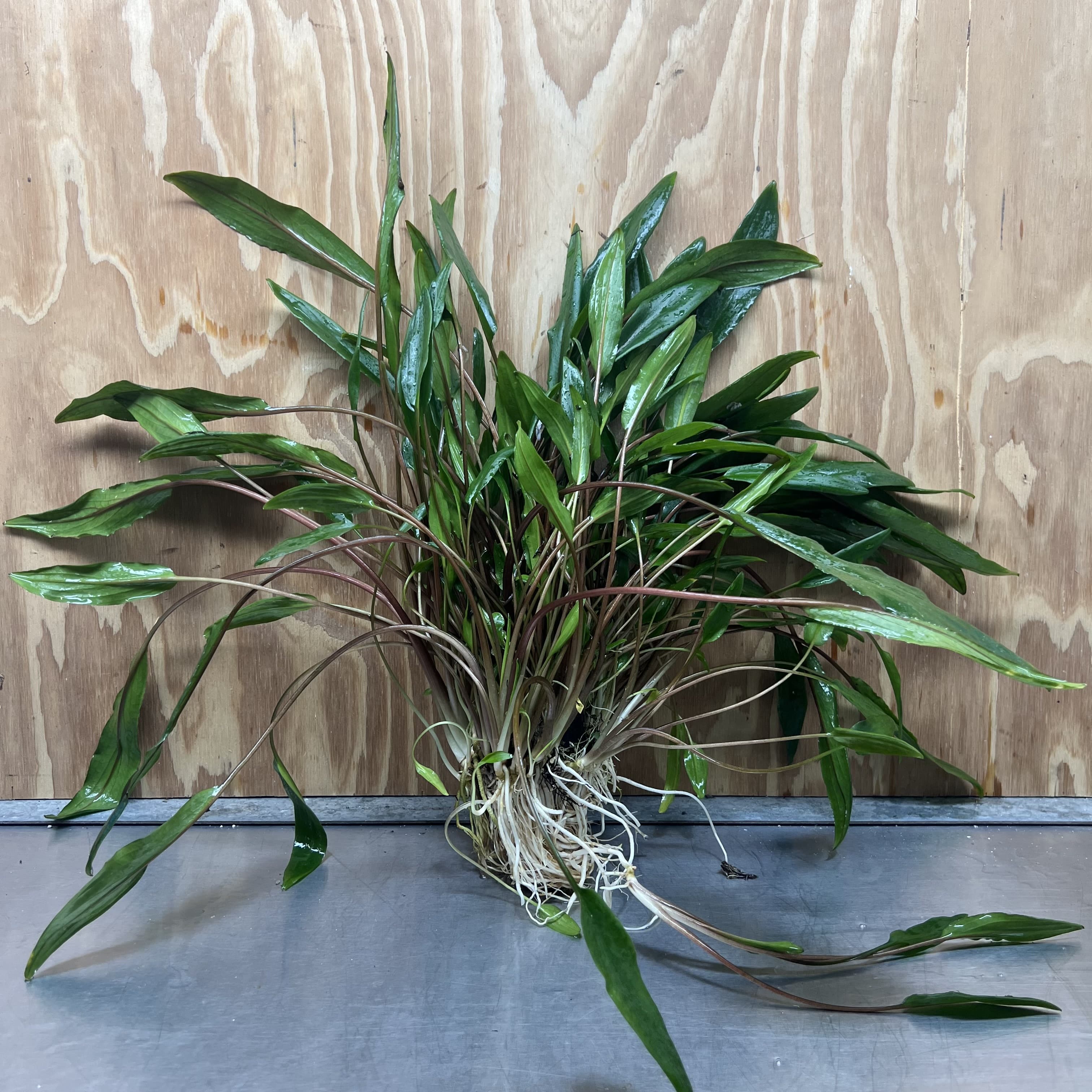 Scapeshop.com.au One Only Cryptocoryne Lutea Advanced, Multi-planted 5cm Pot - One Only - Mother Cryptocoryne Lutea - Advanced, Multi-planted 5cm Pot Rare