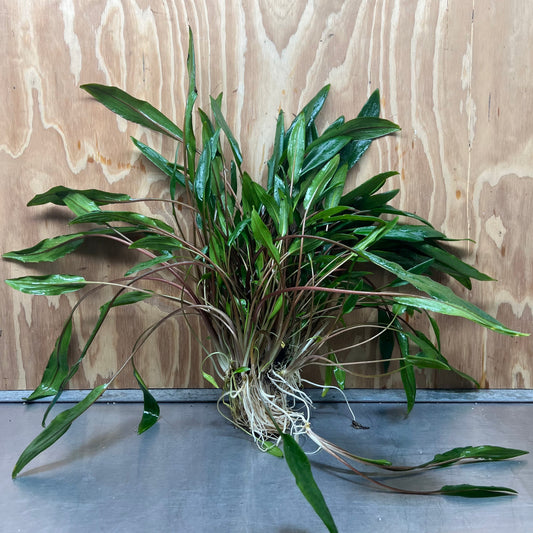 Scapeshop.com.au One Only Cryptocoryne Lutea Advanced, Multi-planted 5cm Pot - One Only - Mother Cryptocoryne Lutea - Advanced, Multi-planted 5cm Pot Rare