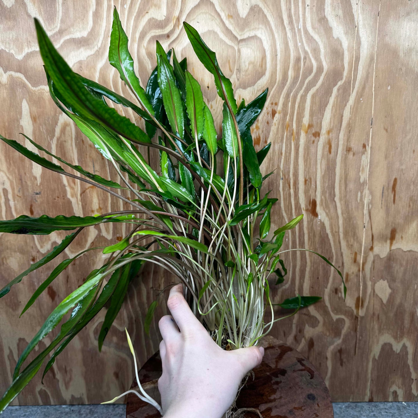 Scapeshop.com.au One Only Cryptocoryne Lutea Advanced, Multi-planted 5cm Pot - One Only - Mother Cryptocoryne Lutea - Advanced, Multi-planted 5cm Pot Rare