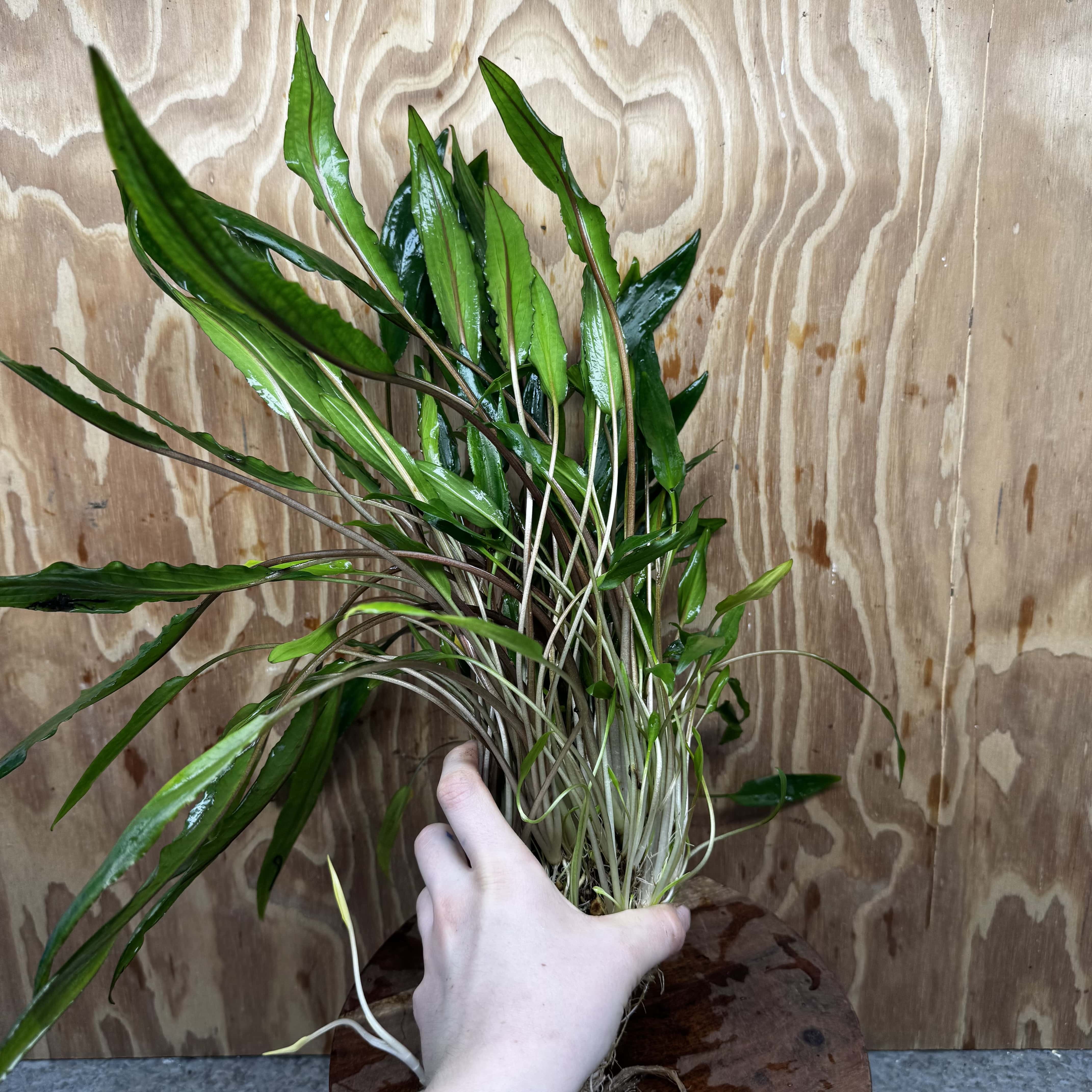 Scapeshop.com.au One Only Cryptocoryne Lutea Advanced, Multi-planted 5cm Pot - One Only - Mother Cryptocoryne Lutea - Advanced, Multi-planted 5cm Pot Rare