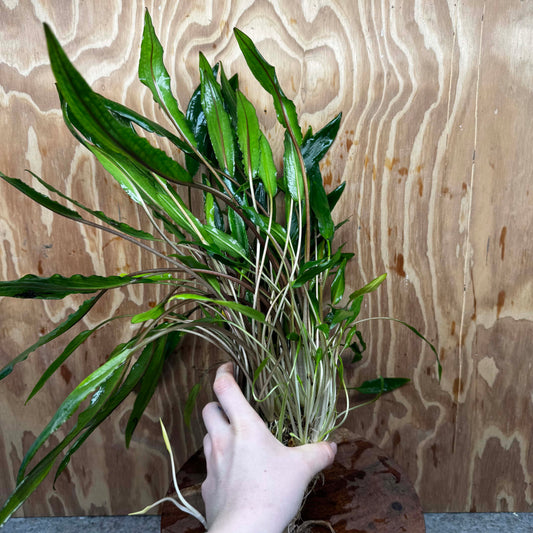 Scapeshop.com.au One Only Cryptocoryne Lutea Advanced, Multi-planted 5cm Pot - One Only - Mother Cryptocoryne Lutea - Advanced, Multi-planted 5cm Pot Rare