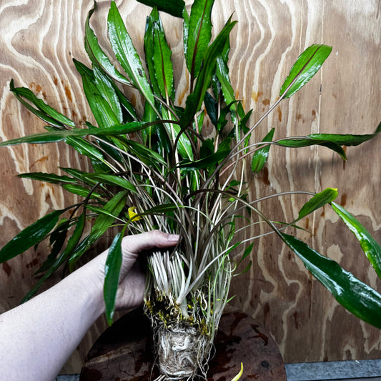 Scapeshop.com.au One Only Cryptocoryne Lutea Advanced, Multi-planted 5cm Pot - One Only - Mother Cryptocoryne Lutea - Advanced, Multi-planted 5cm Pot Rare