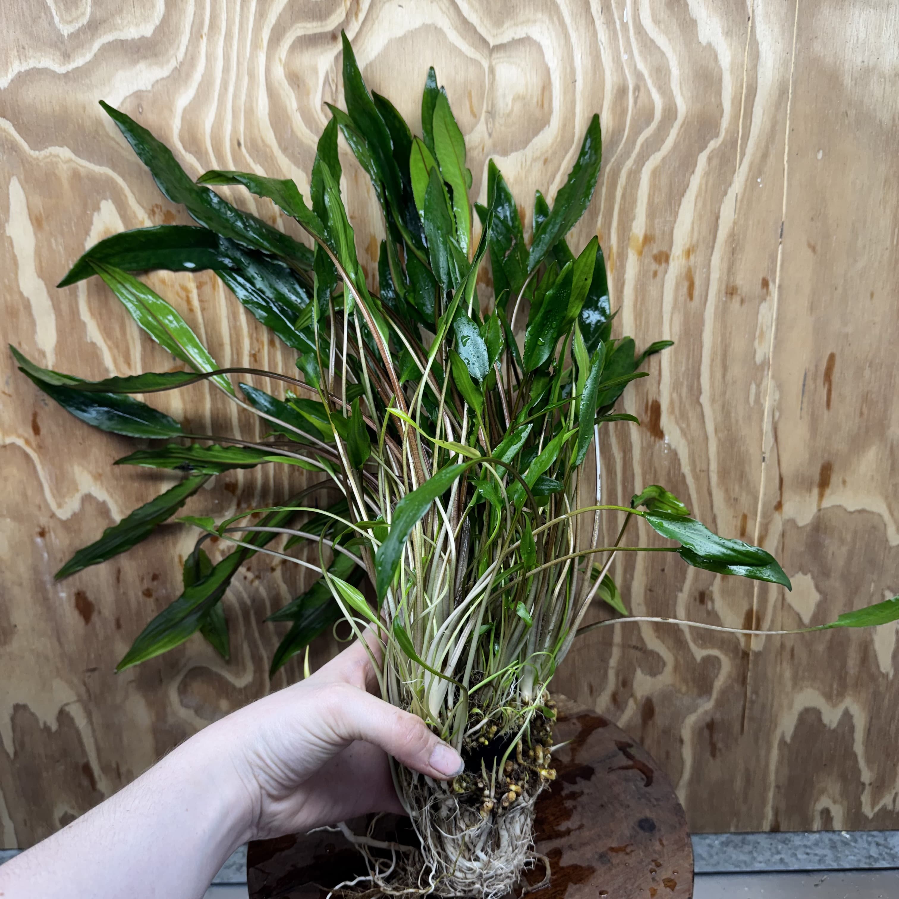 Scapeshop.com.au One Only Cryptocoryne Lutea Advanced, Multi-planted 5cm Pot - One Only - Mother Cryptocoryne Lutea - Advanced, Multi-planted 5cm Pot Rare