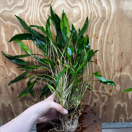 Scapeshop.com.au One Only Cryptocoryne Lutea Advanced, Multi-planted 5cm Pot - One Only - Mother Cryptocoryne Lutea - Advanced, Multi-planted 5cm Pot Rare