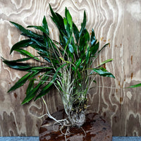 Scapeshop.com.au One Only Cryptocoryne Lutea Advanced, Multi-planted 5cm Pot - One Only - Mother Cryptocoryne Lutea - Advanced, Multi-planted 5cm Pot Rare