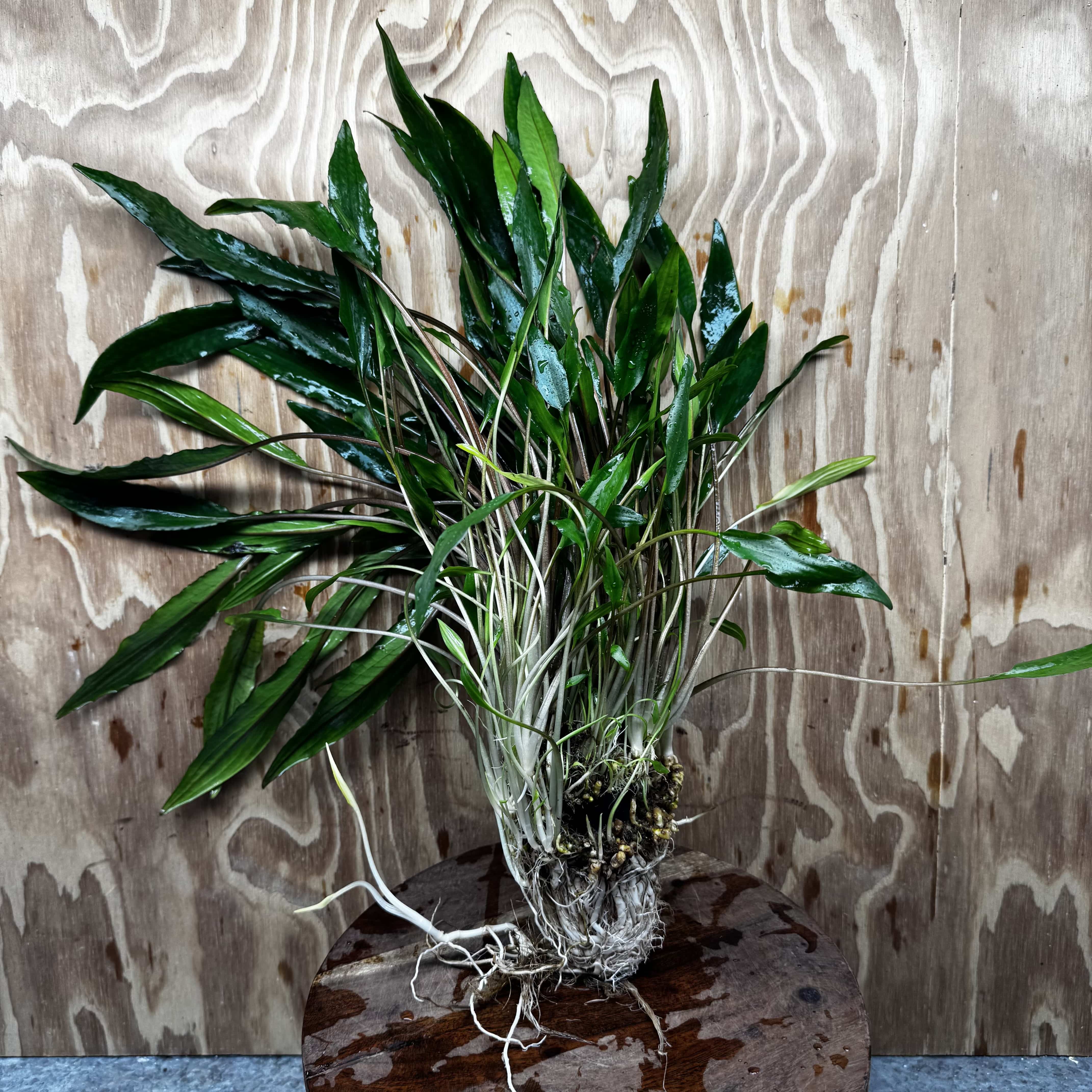 Scapeshop.com.au One Only Cryptocoryne Lutea Advanced, Multi-planted 5cm Pot - One Only - Mother Cryptocoryne Lutea - Advanced, Multi-planted 5cm Pot Rare