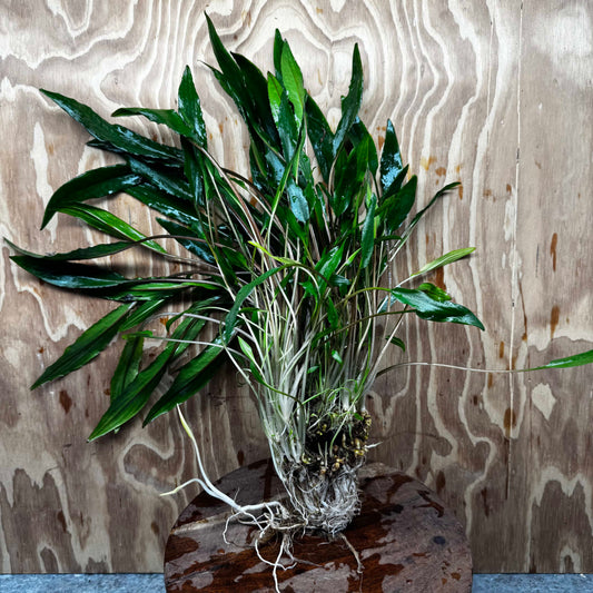 Scapeshop.com.au One Only Cryptocoryne Lutea Advanced, Multi-planted 5cm Pot - One Only - Mother Cryptocoryne Lutea - Advanced, Multi-planted 5cm Pot Rare