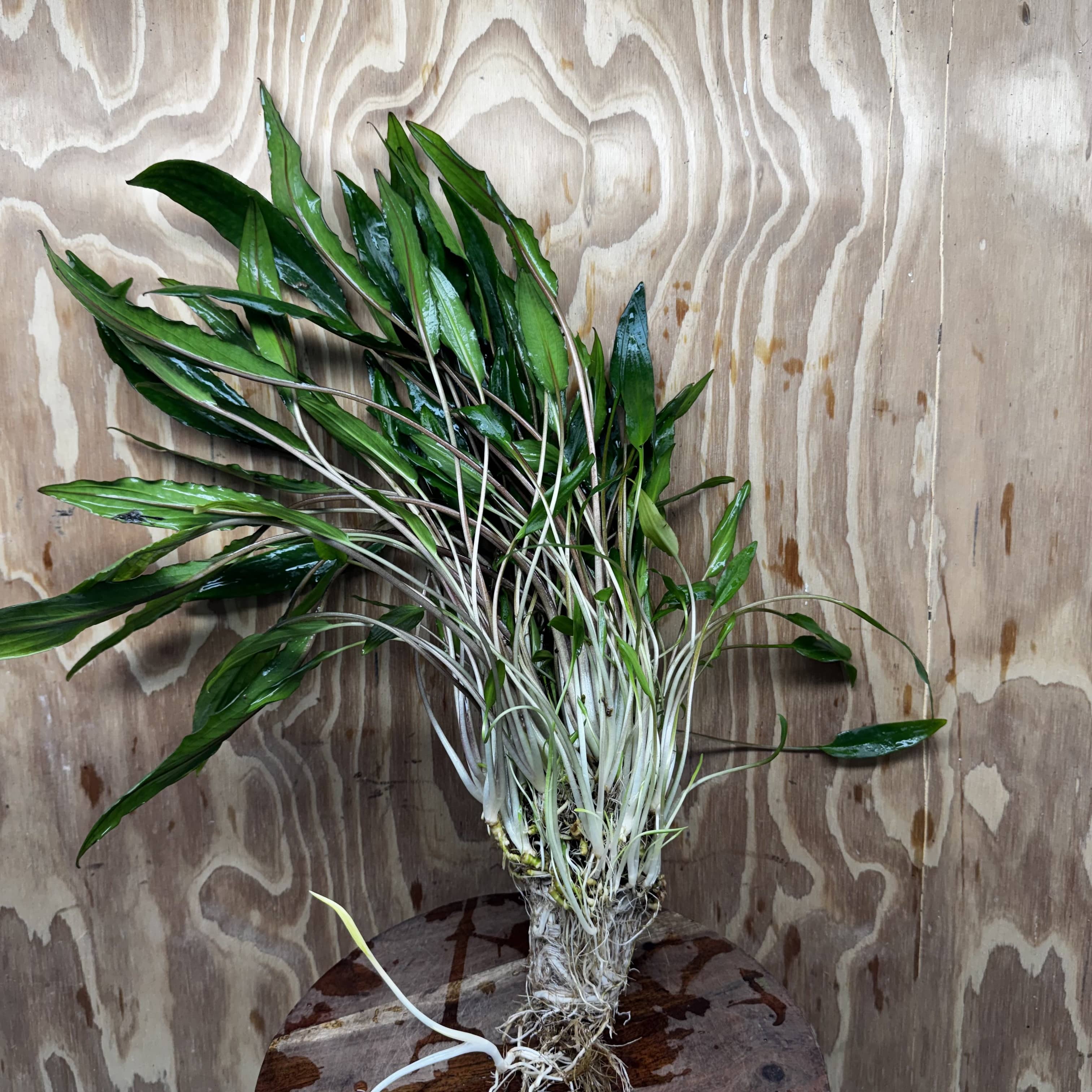Scapeshop.com.au One Only Cryptocoryne Lutea Advanced, Multi-planted 5cm Pot - One Only - Mother Cryptocoryne Lutea - Advanced, Multi-planted 5cm Pot Rare