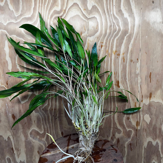 Scapeshop.com.au One Only Cryptocoryne Lutea Advanced, Multi-planted 5cm Pot - One Only - Mother Cryptocoryne Lutea - Advanced, Multi-planted 5cm Pot Rare