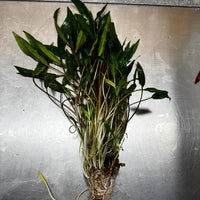 Scapeshop.com.au One Only Cryptocoryne Lutea Advanced, Multi-planted 5cm Pot - One Only - Mother Cryptocoryne Lutea - Advanced, Multi-planted 5cm Pot Rare