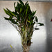 Scapeshop.com.au One Only Cryptocoryne Lutea Advanced, Multi-planted 5cm Pot - One Only - Mother Cryptocoryne Lutea - Advanced, Multi-planted 5cm Pot Rare