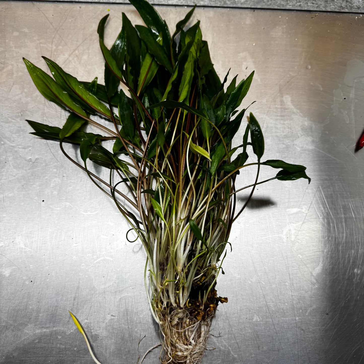 Scapeshop.com.au One Only Cryptocoryne Lutea Advanced, Multi-planted 5cm Pot - One Only - Mother Cryptocoryne Lutea - Advanced, Multi-planted 5cm Pot Rare