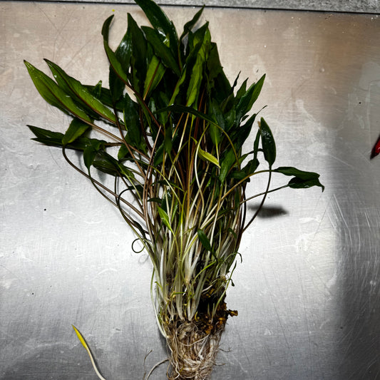 Scapeshop.com.au One Only Cryptocoryne Lutea Advanced, Multi-planted 5cm Pot - One Only - Mother Cryptocoryne Lutea - Advanced, Multi-planted 5cm Pot Rare