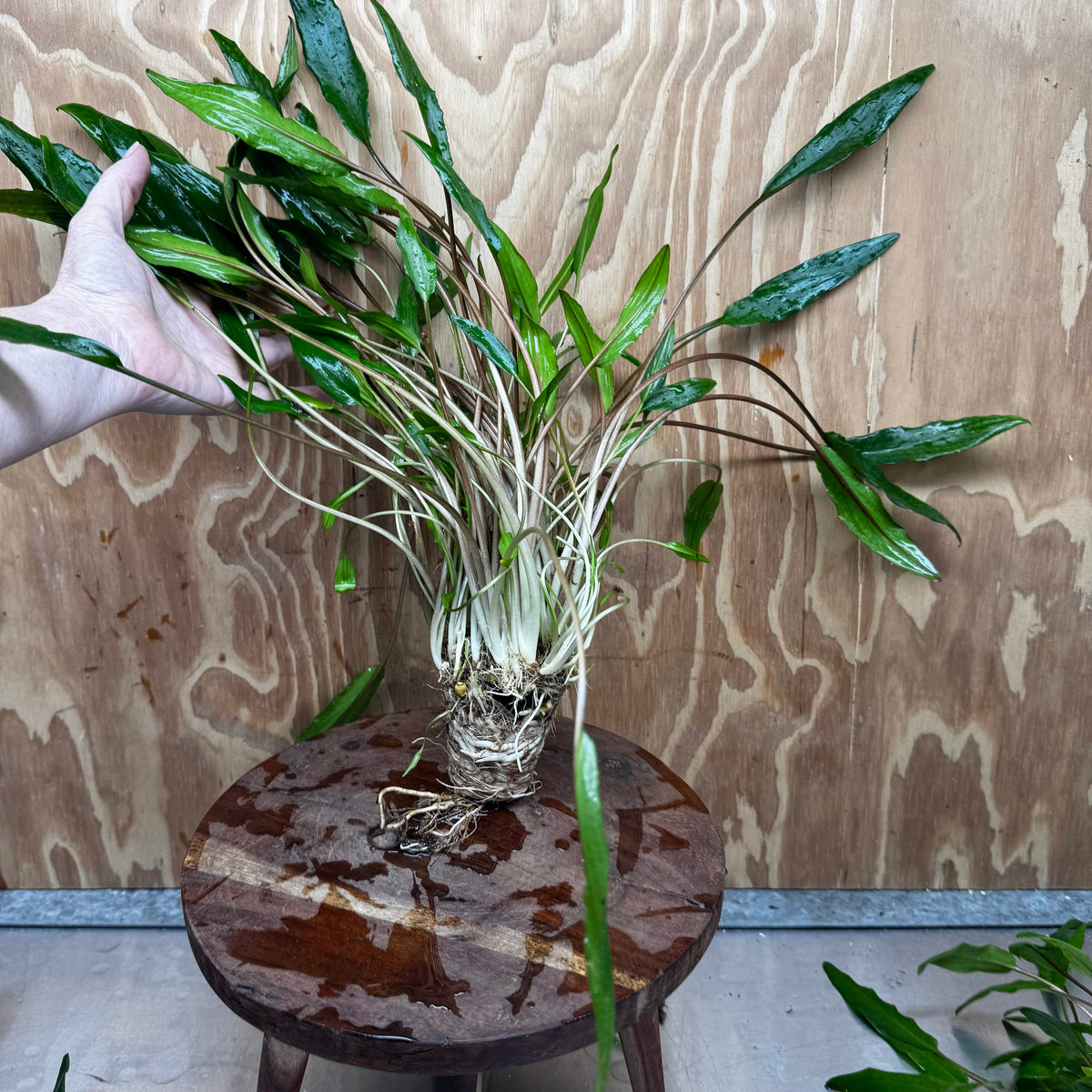 Scapeshop.com.au One Only Cryptocoryne Lutea Advanced, Multi-planted 5cm Pot - One Only - Mother Cryptocoryne Lutea - Advanced, Multi-planted 5cm Pot Rare