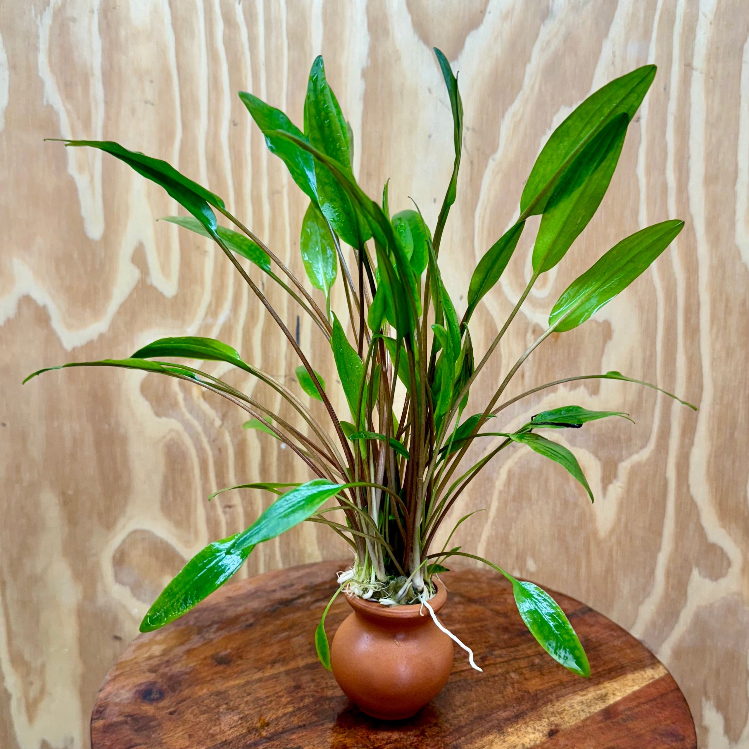 Scapeshop.com.au One Only Cryptocoryne Lutea Vase Urn - One only Cryptocoryne Lutea Vase Urn - One only