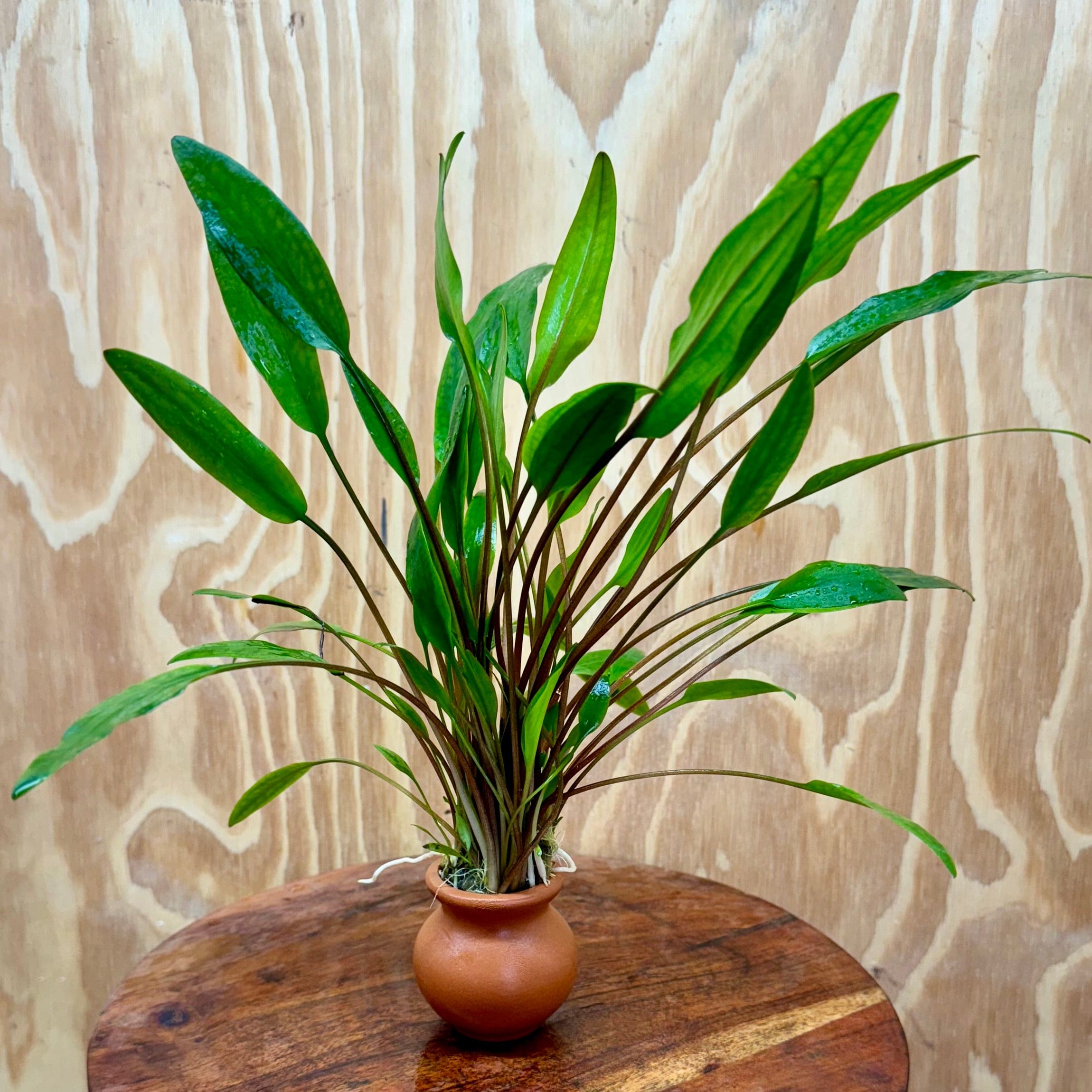 Scapeshop.com.au One Only Cryptocoryne Lutea Vase Urn - One only Cryptocoryne Lutea Vase Urn - One only