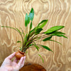 Scapeshop.com.au One Only Cryptocoryne Lutea Vase Urn - One only Cryptocoryne Lutea Vase Urn - One only