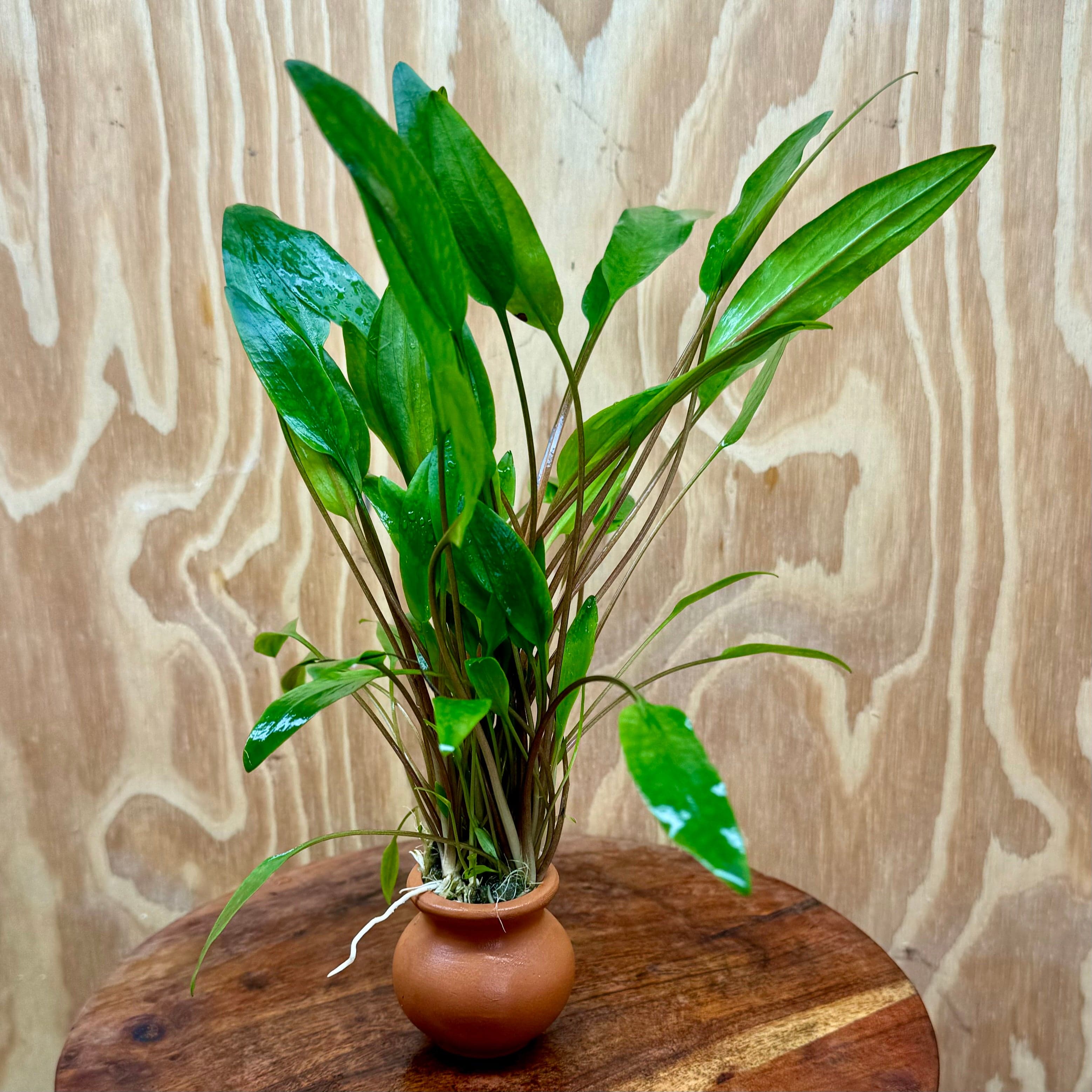 Scapeshop.com.au One Only Cryptocoryne Lutea Vase Urn - One only Cryptocoryne Lutea Vase Urn - One only