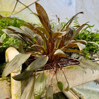 Scapeshop.com.au One Only Cryptocoryne Mi Oya Advanced, Multi-Planted - One Only Aquarium Plants - Crypt. Mi Oya Advanced Multi-Planted 5cm Pot - One only 