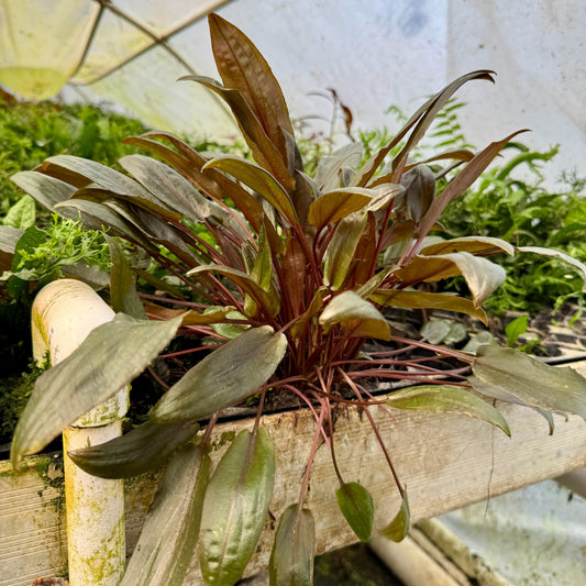 Scapeshop.com.au One Only Cryptocoryne Mi Oya Advanced, Multi-Planted - One Only Aquarium Plants - Crypt. Mi Oya Advanced Multi-Planted 5cm Pot - One only 