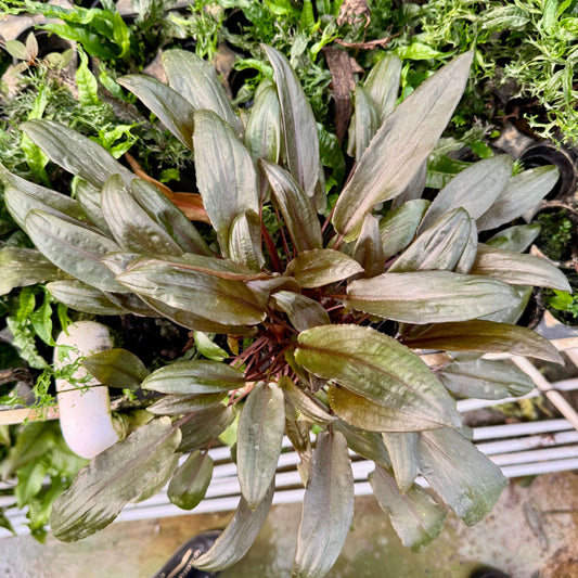 Scapeshop.com.au One Only Cryptocoryne Mi Oya Advanced, Multi-Planted - One Only Aquarium Plants - Crypt. Mi Oya Advanced Multi-Planted 5cm Pot - One only 
