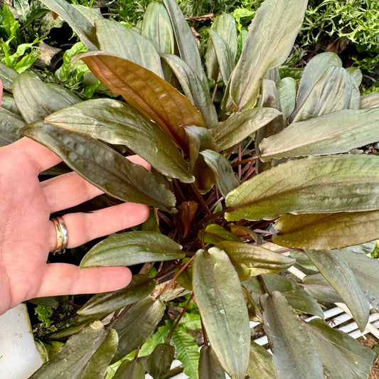 Scapeshop.com.au One Only Cryptocoryne Mi Oya Advanced, Multi-Planted - One Only Aquarium Plants - Crypt. Mi Oya Advanced Multi-Planted 5cm Pot - One only 