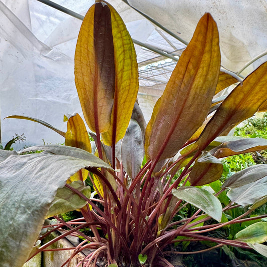 Scapeshop.com.au One Only Cryptocoryne Mi Oya Advanced, Multi-Planted - One Only Aquarium Plants - Crypt. Mi Oya Advanced Multi-Planted 5cm Pot - One only 
