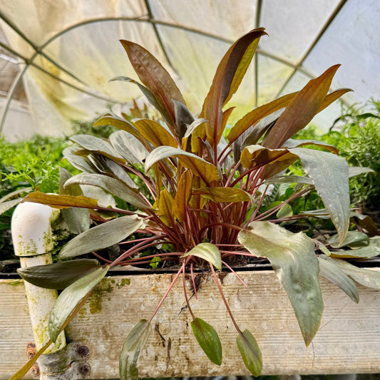 Scapeshop.com.au One Only Cryptocoryne Mi Oya Advanced, Multi-Planted - One Only Aquarium Plants - Crypt. Mi Oya Advanced Multi-Planted 5cm Pot - One only 